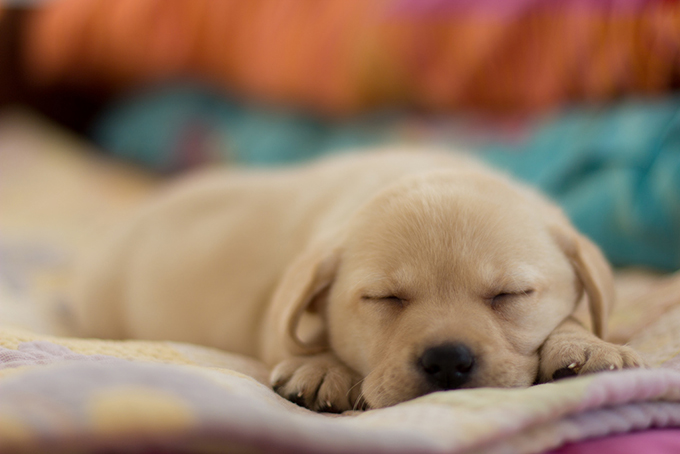 Our puppy Image by George Chelebiev via Flickr